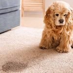 How to Get Dog Pee Out of Carpet