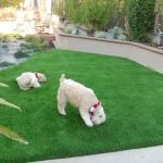 Buying Artificial Turf For Your Pet