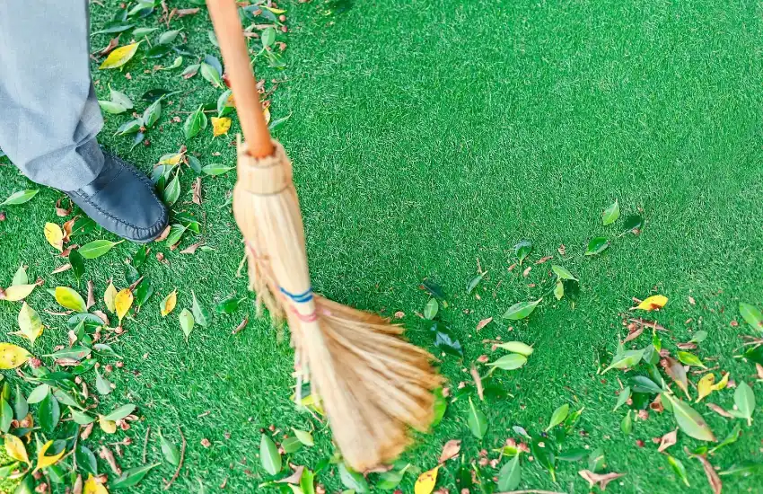 Regularly Remove Leaves and Debris