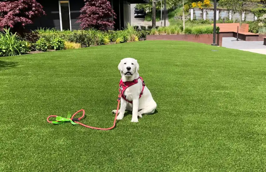 Remove Pet Waste Clean & Maintain Grass Carpet