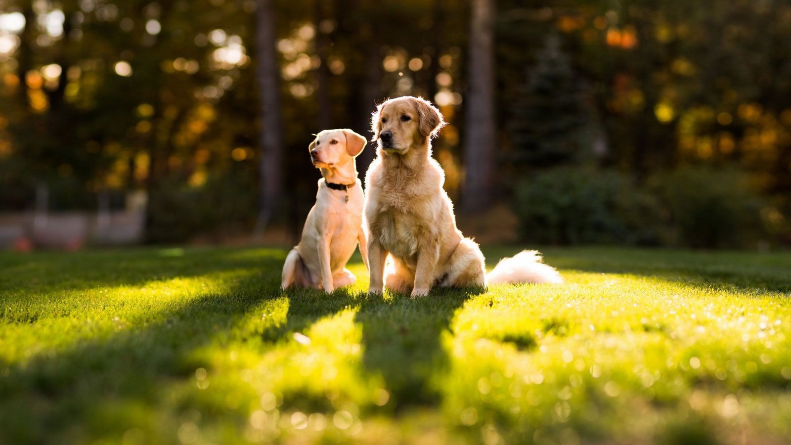 Use a Pet Deodorizer